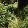 Plants: image 62 Of 208 Thumb